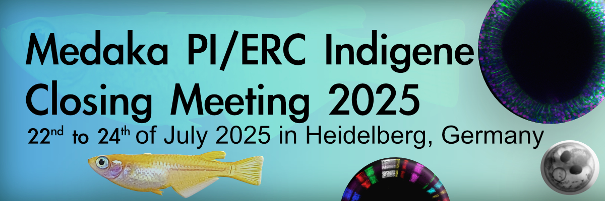 Calling all #medaka PI researchers! Join us in Heidelberg, Germany July 22-24, 2025 for our collaborative meeting! Register now meetmedaka.com/registration/ &amp; take advantage of early bird rates until April 15th! 🐟 #MedakaResearch #ModelOrganisms #ScienceConference #FishModels #fish