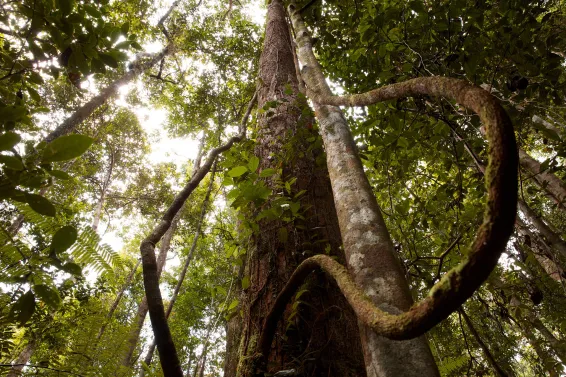 "A single large tree can provide a cooling effect equivalent to 10 room-sized air conditioners operating for 20 hours per day"
Yet between 2000 and 2023, world lost over 130 million hectares of tropical forest leading to rising global temperatures, with deforested areas showing