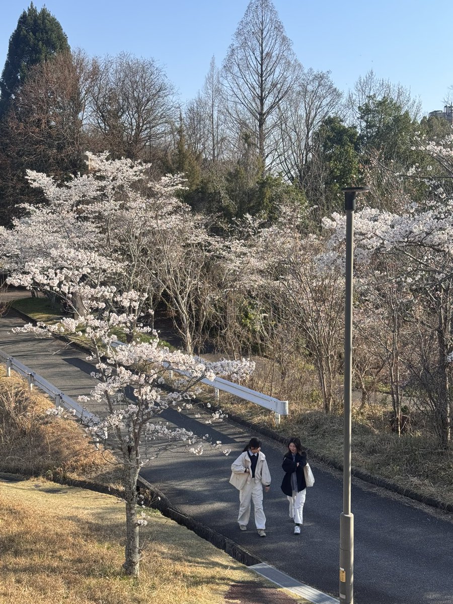 nnafisatuzz's tweet photo. spring in hiroshima 🌸 

HU edition https://t.co/g9heiWD8ER