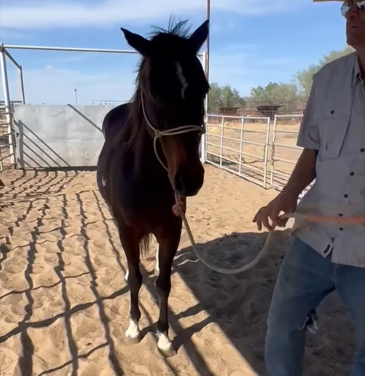 heartandhooves's tweet photo. ⛑️⛑️DEADLINE TODAY⛑️⛑️

Shiloh needs our help!! He has a placement and can catch a ride out if we can get his full bail. His time is up with clovers this morning! Another left behind! Can anyone help with just $5? 

https://t.co/R6PJ2fzr4u https://t.co/l8Cy2Ws3Al