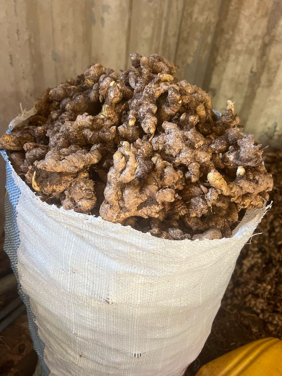 cropinvestment's tweet image. Fresh Ginger 
Price: 3700ghc per 75kg
Location: Kasoa
Call or WhatsApp: +233558266033
---------------------------------------
Support local farmers by reposting or tagging someone who needs this produce. Thanks!
