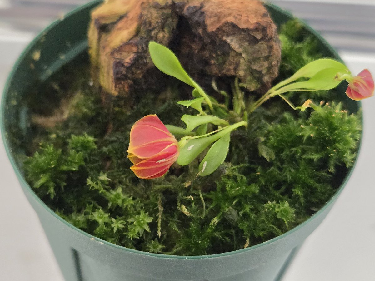 花があああLepanthes.telipogoniflora
#レパンテス
#Lepanthes