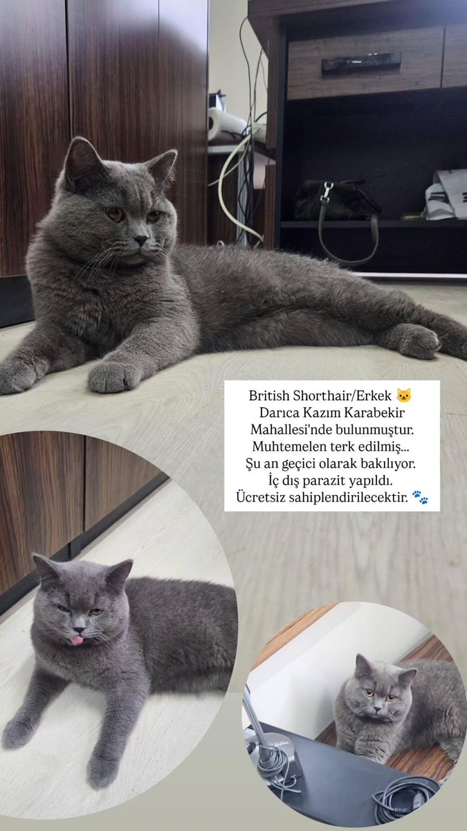 eysanboyoz's tweet photo. British shorthair kedi sokağa terk edilmiş. Çok korkmuş bir şekilde su an bir okulda geçici olarak bakılıyor. Sahiplendirilecektir https://t.co/P3ScTdzbQl