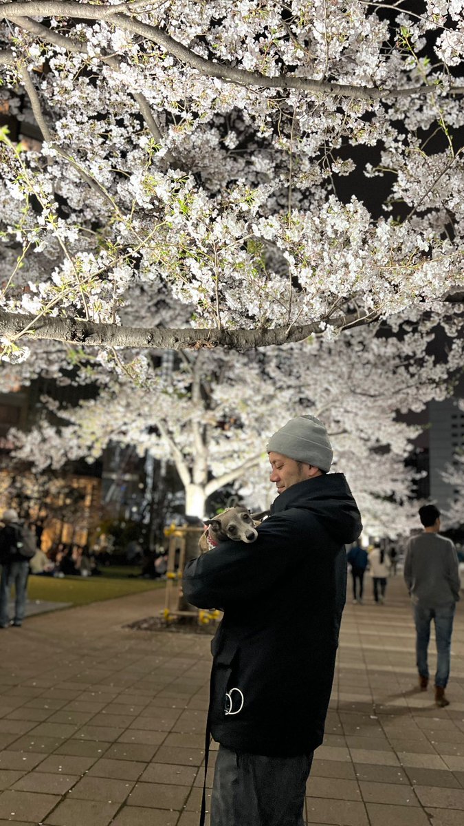 #桜
#夜桜
#日本
#japan
#italiangreyhound 
#イタグレ