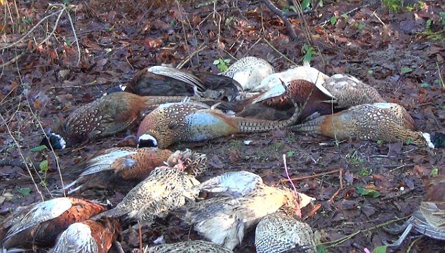 End Bird Shooting tweet media