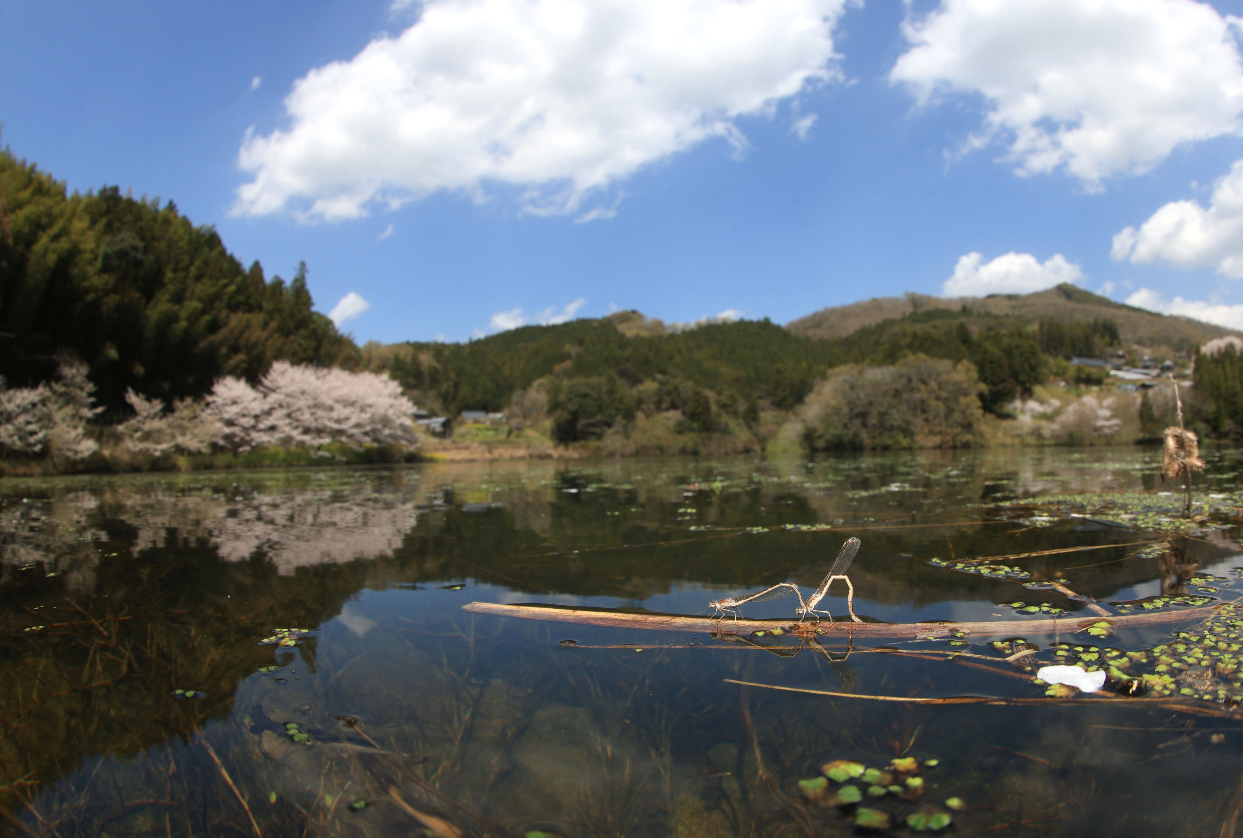 トンボ王国(四万十市トンボ自然公園&四万十川学遊館あきついお トンボ王国(四万十市トンボ自然公園&四万十川学遊館あきついお