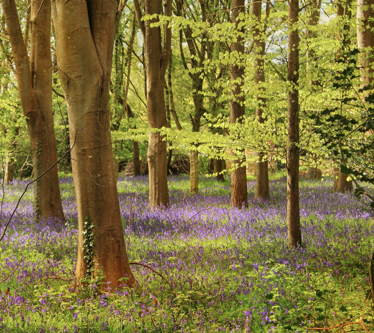 The bluebells are getting ready to burst into bloom, and New Forest Cottages spill the beans on their favourite bluebell walks! Fancy staying for a weekend? they have over 160 beautiful holiday cottages. See the walks bit.ly/4bKwQP6 

Featured Post: @New Forest Cottages