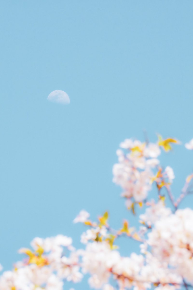 polaris1_k's tweet image. 月と桜ですわ✨️🌸🌙* :ﾟ