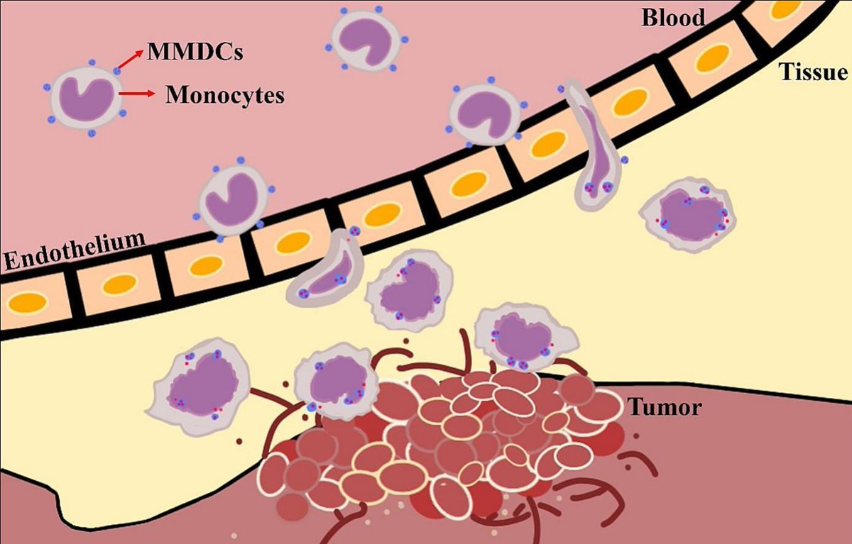 JCRnEDITORS's tweet photo. Monocyte-adhesive peptidyl liposomes for harnessing monocyte homing to tumor tissues.
| Bill Cheng, National Chung-Hsing Univ. | @CRS_TW_Local 
[50 days' free access]
#liposome #monocyte #homing 
https://t.co/fgtzm6K3fE https://t.co/4mZpSFJJsa