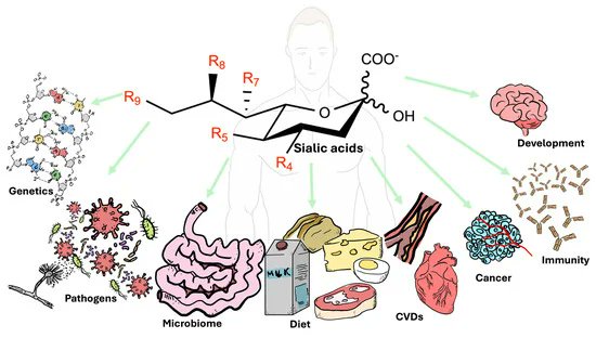 BiologicsMDPI (@biologicsmdpi) on Twitter photo 👏 We encourage you to explore interesting paper
"Sialic Acids in Health and Disease"
By 📚 Gerardo N. Guerrero-Flores et al.
#sialoglycoconjugate #sialidase #sialyltransferase #sialylation #desialylation
<a href="/MDPIBiologySubj/">MDPI Biology</a> 👏 We encourage you to explore interesting paper
"Sialic Acids in Health and Disease"
By 📚 Gerardo N. Guerrero-Flores et al.
#sialoglycoconjugate #sialidase #sialyltransferase #sialylation #desialylation
<a href="/MDPIBiologySubj/">MDPI Biology</a>