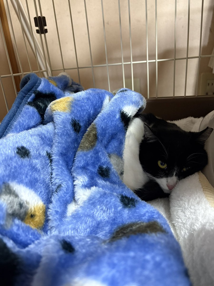 土日に太陽くんとクロミちゃんが卒業しました🥰

くろみんはまだドキドキ。
太陽くんは到着すると同時に探検♪ゴロゴロふみふみ😅その日の夜からお布団で一緒に寝て貰ったそう😂💕
太陽くんみたいなのな珍しいです😅

ご飯はふたりとも食べたようなので、くろみちゃんもきっとすぐに慣れるはずです🥰
