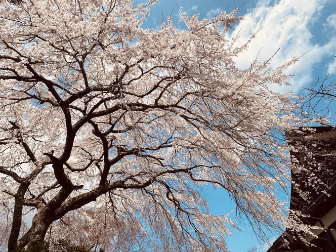 歯医者が珍しく早く終わったので、吉野まで足を伸ばして千本桜を見て来ました。今年は竹林院の枝垂れ桜も満開でした。夕飯に吉野のちりめん山椒。