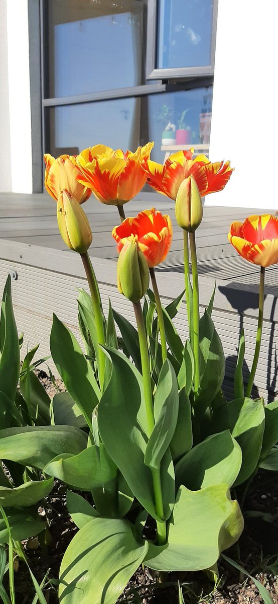 Muireann Ranta (@muireannranta) on Twitter photo To celebrate 'Land, People, Culture - SETU Sustainability in the Arts Festival 2025', my tulips are giving you all a free exhibition of their luscious colours ..lighting courtesy of the Sun... more photos in the comments <a href="/SETUIreland/">South East Technological University</a> To celebrate 'Land, People, Culture - SETU Sustainability in the Arts Festival 2025', my tulips are giving you all a free exhibition of their luscious colours ..lighting courtesy of the Sun... more photos in the comments <a href="/SETUIreland/">South East Technological University</a>