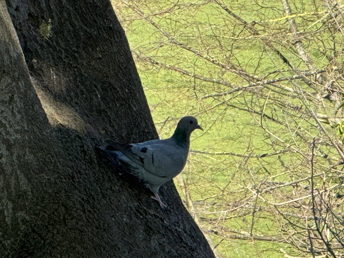 Rev Dr Monastico tweet media