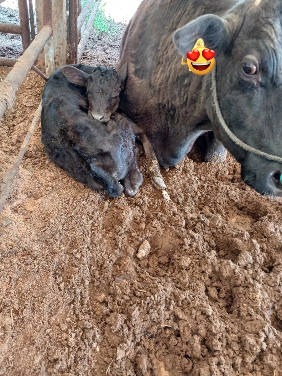 みふかた tweet media