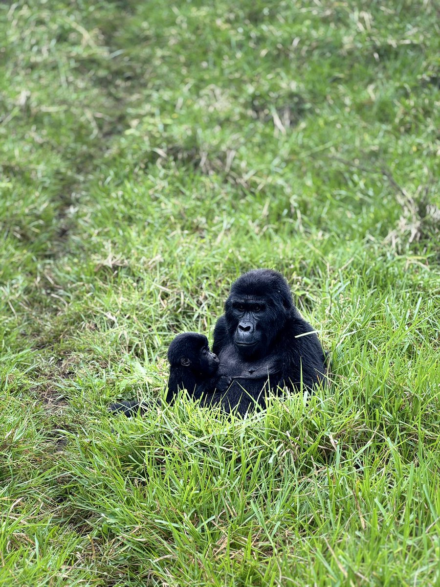 Gorillas are by far the most Awesome creatures.

Bwindi Impenetrable Forest alone has 460+ Mountain Gorillas.

We are on the road to next excursion, it’s around the equator — Guess the Place 😁

#travel