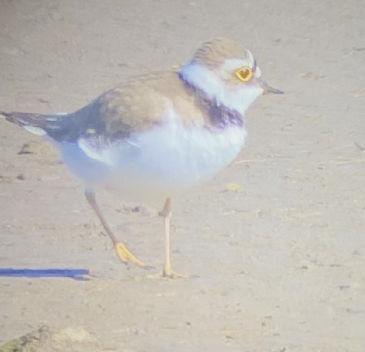 ⁦<a href="/CBWPS1/">Cornwall Birds</a>⁩ LRP on Hayle by causeway.