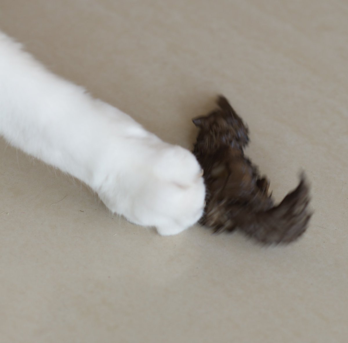 littleleft257's tweet image. 🐱