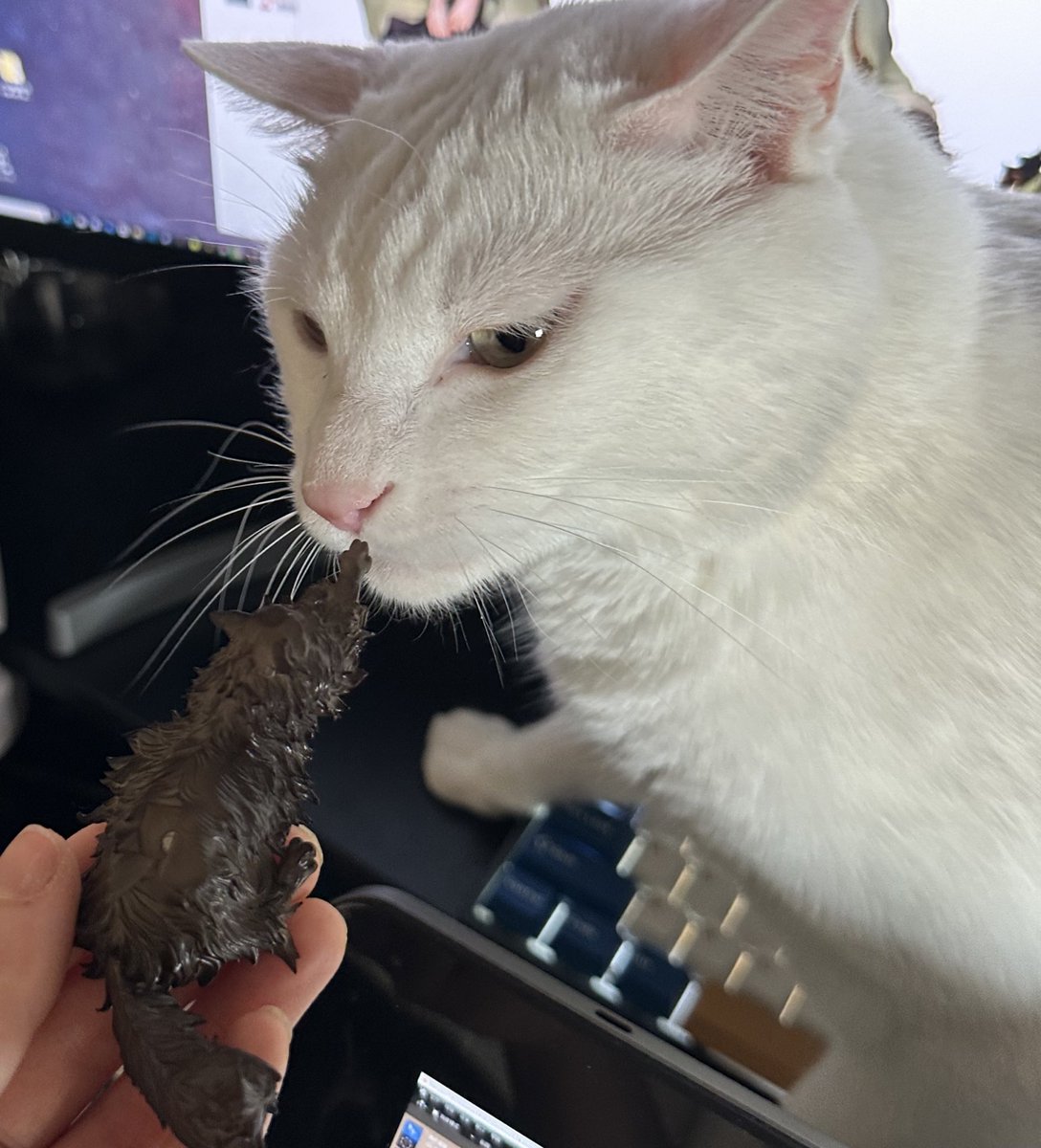littleleft257's tweet image. 🐱