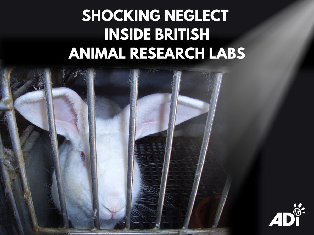 AnimalDefenders's tweet image. The recent publication of the UK Government’s latest ‘Animals in Science’ report has shone a spotlight on the levels of abuse and neglect occurring daily in animal laboratories #StopAnimalExperiments