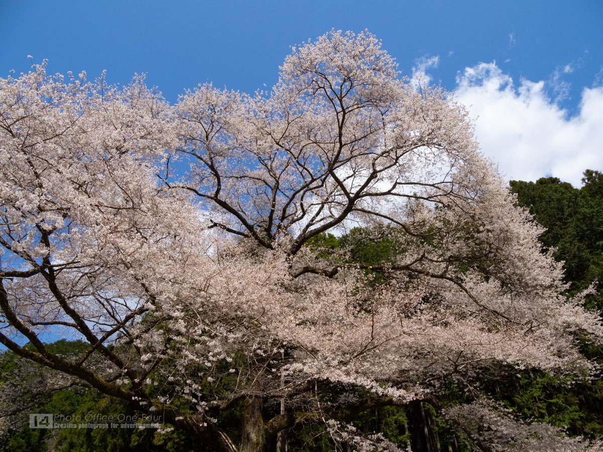 hanpenBLACK's tweet photo. #島田市 の川根町笹間下にある「#ほう瀬の桜」を尋ねました。

樹齢３００年越えの #ヒガンザクラ の巨木。
青い空と白い雲のコントラストの中で堪能することができました。 https://t.co/TndG0ti10p