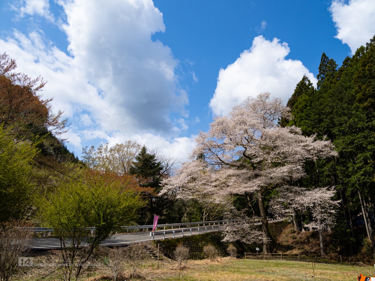 hanpenBLACK's tweet photo. #島田市 の川根町笹間下にある「#ほう瀬の桜」を尋ねました。

樹齢３００年越えの #ヒガンザクラ の巨木。
青い空と白い雲のコントラストの中で堪能することができました。 https://t.co/TndG0ti10p