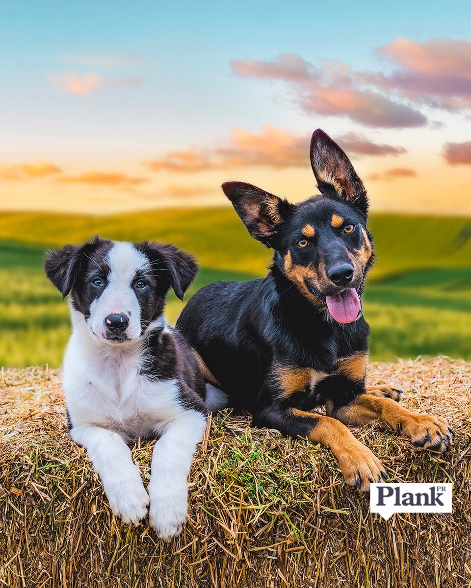 PlankPR's tweet image. Our friends at #Ricochet have won the rights to produce a UK version of the hit Australian series #MusterDogs... and we really wanted to share this pic with you! 🐶