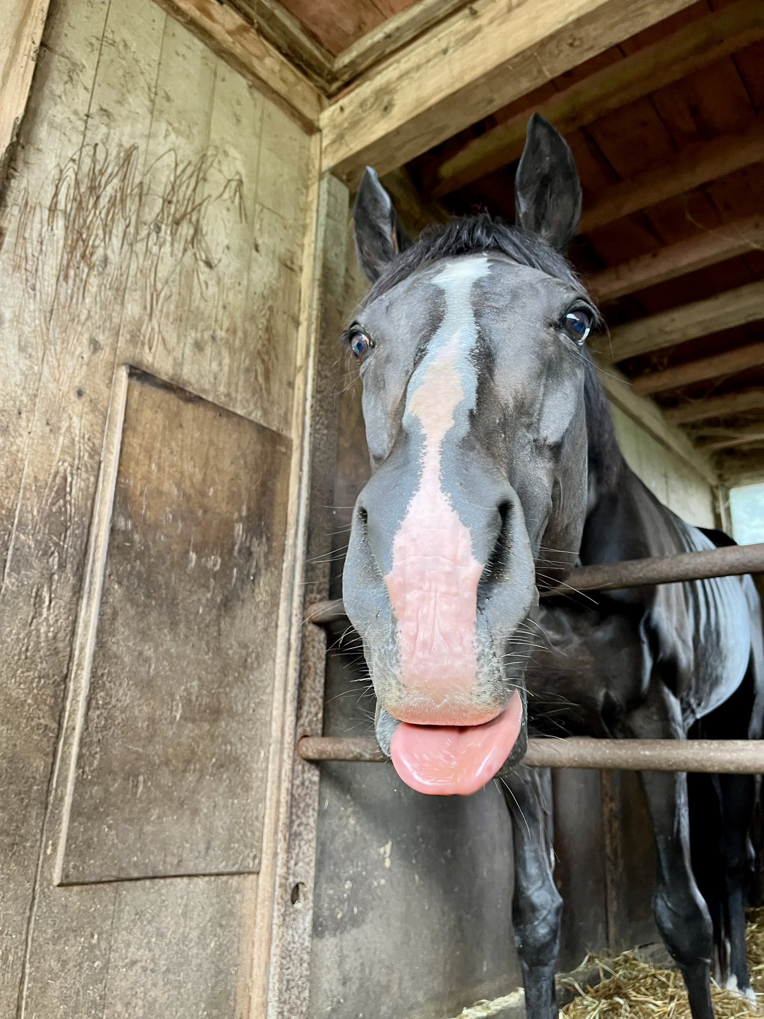 TCC 引退競走馬ファンクラブ - 馬を救い、人を癒やす - on X TCC 引退競走馬ファンクラブ - 馬を救い、人を癒やす - on X