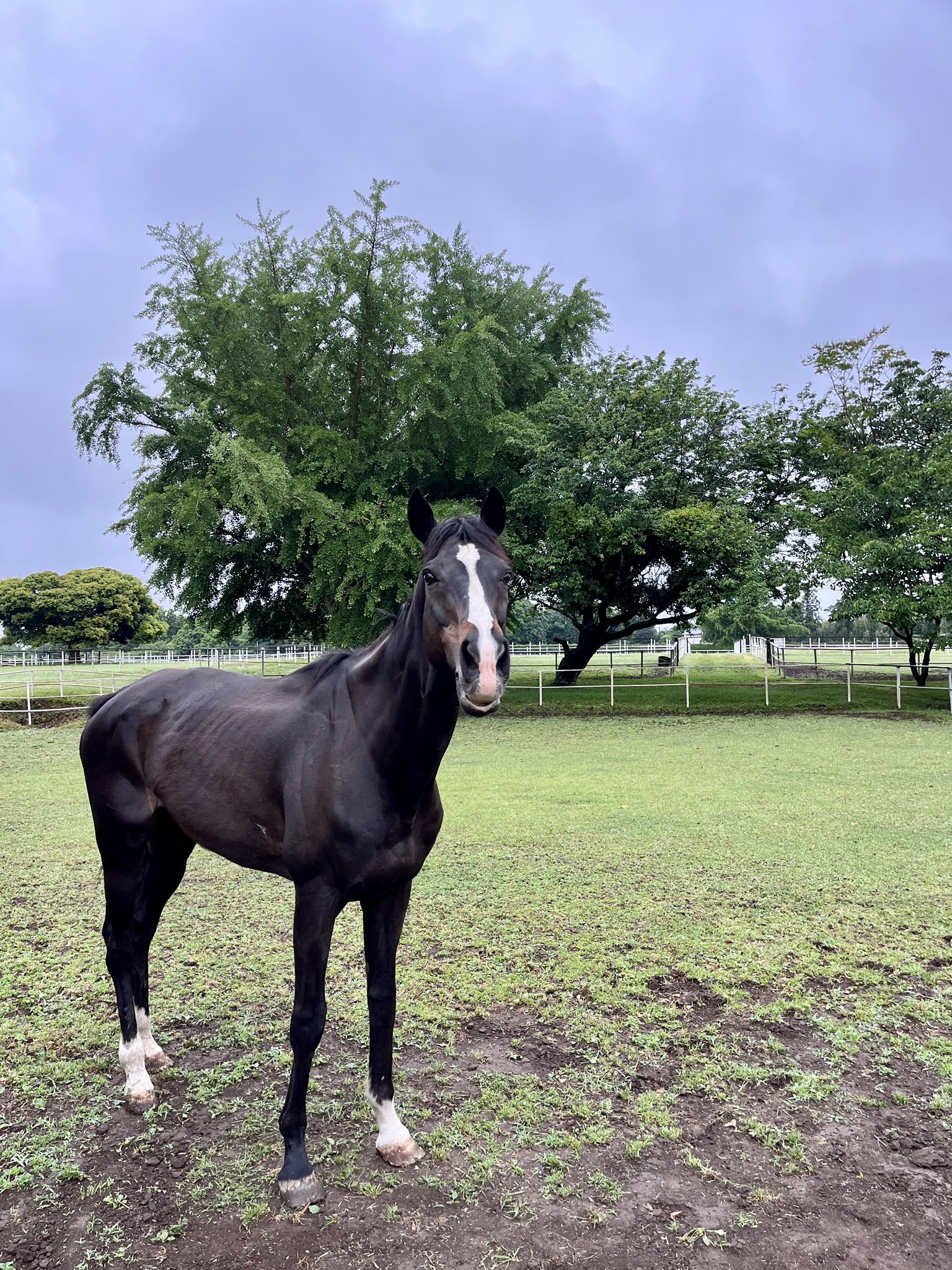 TCC 引退競走馬ファンクラブ - 馬を救い、人を癒やす - on X TCC 引退競走馬ファンクラブ - 馬を救い、人を癒やす - on X