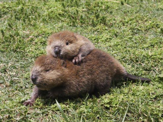Happy International Beavers Day!
We will be back…