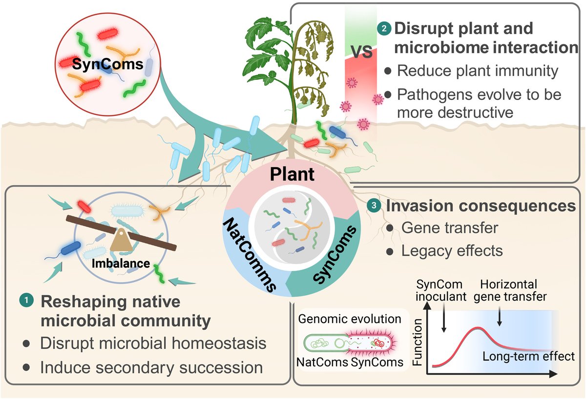 Prof Brajesh Singh (@prof_braj_singh) on Twitter photo New paper from lab- in <a href="/NewPhyt/">New Phytologist</a>
Integrating ecological and evolutionary frameworks for SynCom success. Led by
<a href="/ManuDelBaq/">ManuDelgadoBaquerizo</a> with contribution from <a href="/YurongLiu120082/">Yurong Liu</a> <a href="/TadeoSaez/">Tadeo Saez</a> <a href="/ClaudiaColeine/">Claudia Coleine</a> @miriammunozr <a href="/FelipeBastida01/">Felipe Bastida</a> <a href="/PankajTri29/">PANKAJ TRIVEDI</a>
nph.onlinelibrary.wiley.com/doi/full/10.11… New paper from lab- in <a href="/NewPhyt/">New Phytologist</a>
Integrating ecological and evolutionary frameworks for SynCom success. Led by
<a href="/ManuDelBaq/">ManuDelgadoBaquerizo</a> with contribution from <a href="/YurongLiu120082/">Yurong Liu</a> <a href="/TadeoSaez/">Tadeo Saez</a> <a href="/ClaudiaColeine/">Claudia Coleine</a> @miriammunozr <a href="/FelipeBastida01/">Felipe Bastida</a> <a href="/PankajTri29/">PANKAJ TRIVEDI</a>
nph.onlinelibrary.wiley.com/doi/full/10.11…