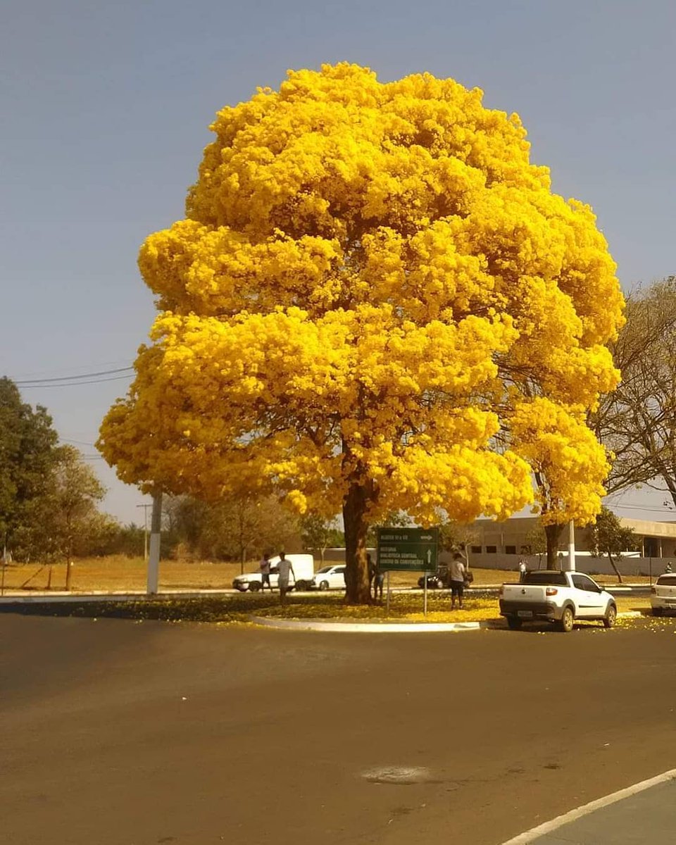 Viviane Fernandes ཐི༏ཋྀ tweet media