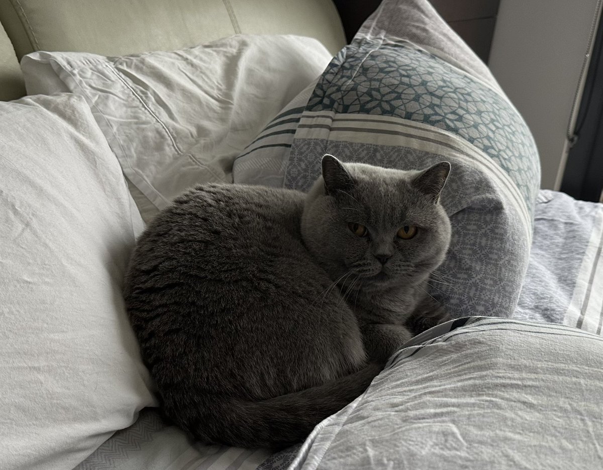 Borys has found all of Baby Bronte’s favourite hiding spots, he’s adopted her favourite cave and here he is after reorganising the pillows to suit him…just like she did 💕💕💕😻😻😻 
#CatsOfTwitter #CatsOfX #CatsAreFamily #Handsum