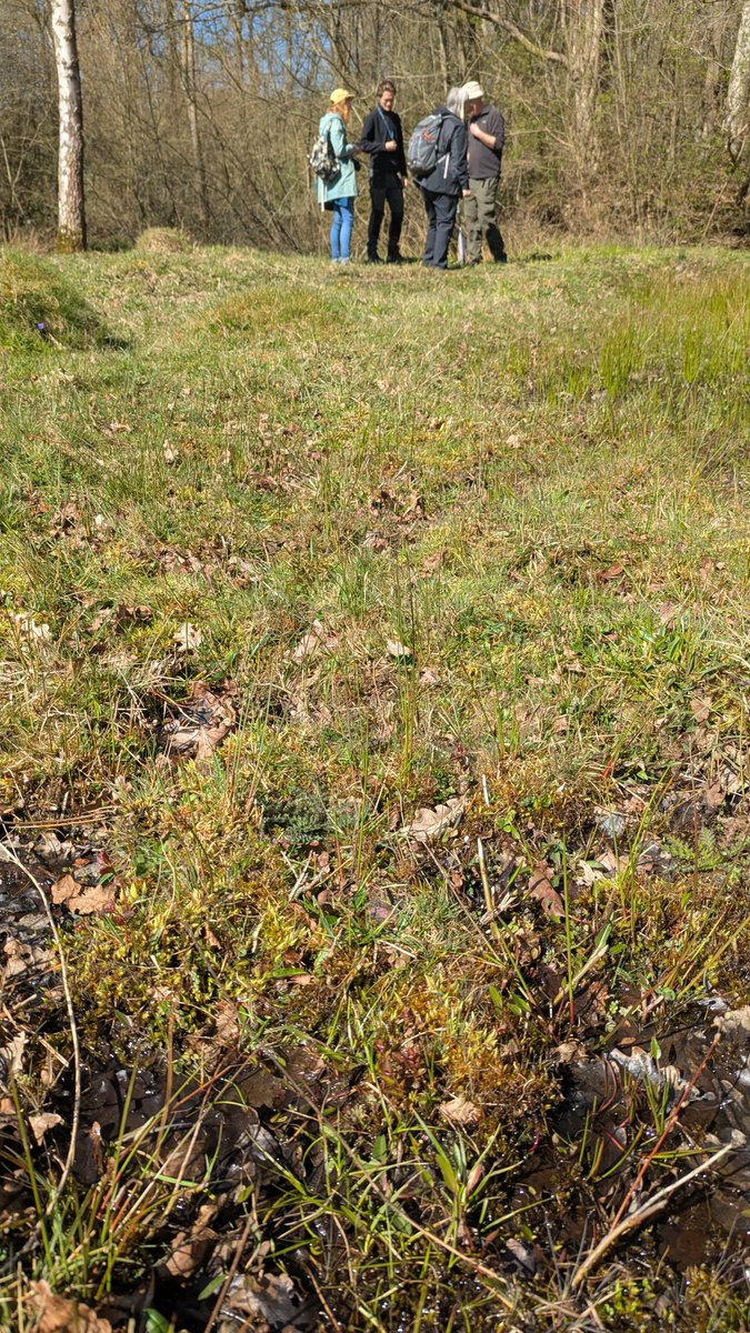 Kent Field Club (@kentfieldclub) on Twitter photo Our first field meeting of the year was on Sunday - enjoying the sunshine and looking for mosses and liverworts with <a href="/BBSbryology/">BBSBryology</a>. See more at bsky.app/profile/kentfi… Our first field meeting of the year was on Sunday - enjoying the sunshine and looking for mosses and liverworts with <a href="/BBSbryology/">BBSBryology</a>. See more at bsky.app/profile/kentfi…