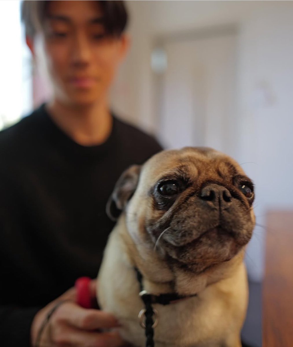 鎌倉パグ _ ずっと行ってみたかった パグ店長がいる犬ネコカフェ🐶🐈 みんな可愛