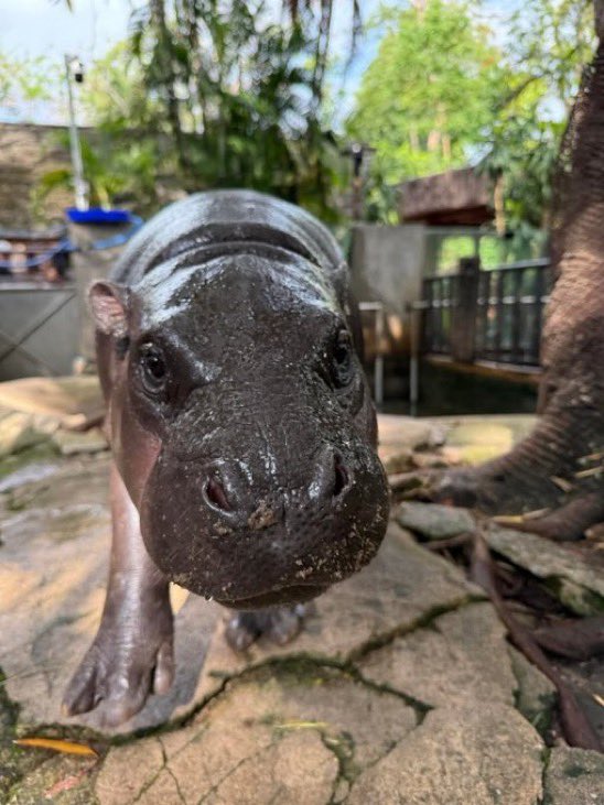 MooDengSOL's tweet photo. Moo Deng Mondays 🦛💕💕

Who’s ready for the week?

#moodeng https://t.co/kDJHnofU7g