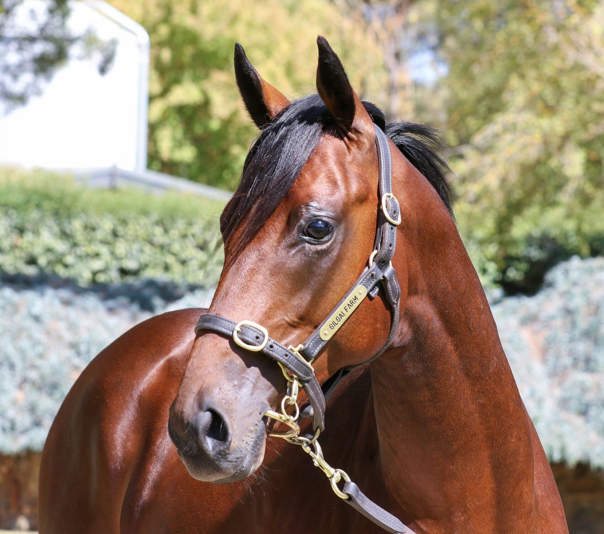 Fernie_Racing's tweet photo. Take a look at this awesome Camelot colt out of the stakes winning mare Epingle!
A strong staying family with Black Type galore!
Thanks to Kim and Maria for their continued support, this bloke will look great in pink!
PP: $260,000
#FernieRacing https://t.co/zT7LGMy1Qp