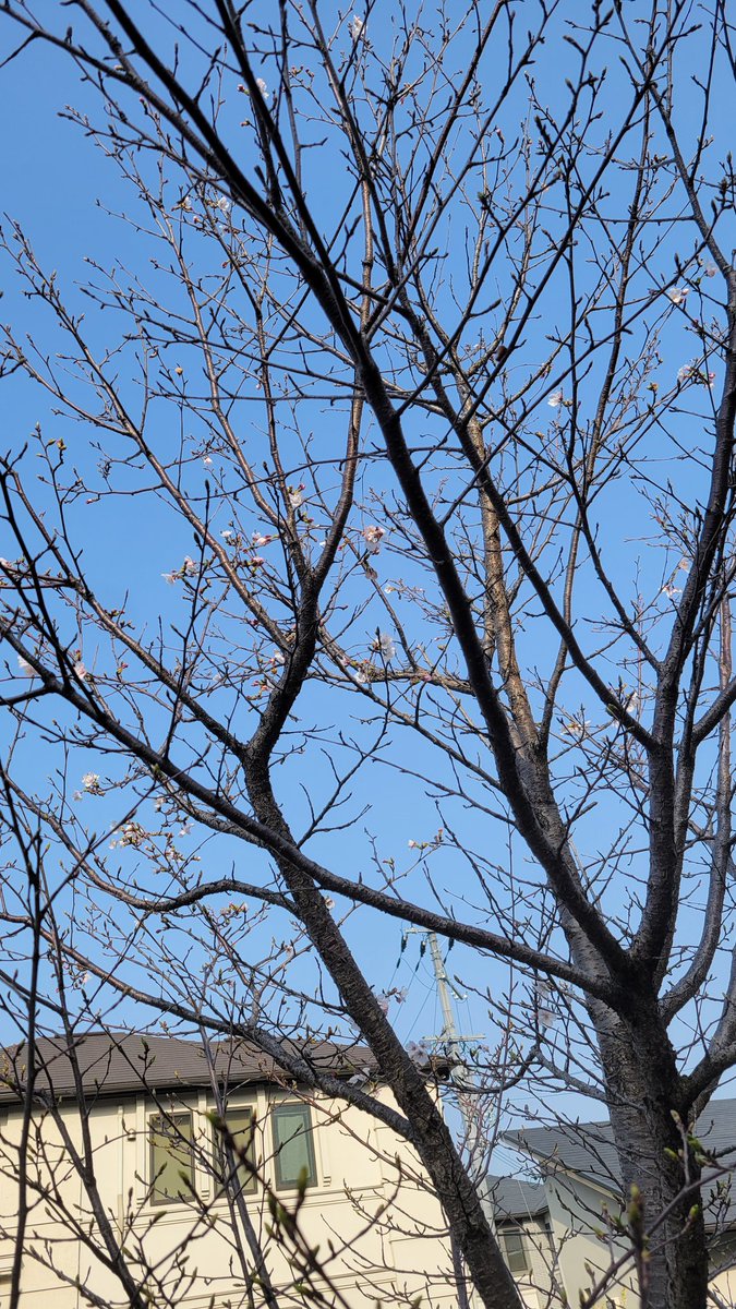 OTMLumberjacks's tweet photo. LUMBERJACKSの桜が今年も満開になりました🌸
今年度もよろしくお願いします🙇♂️⤵
入学式まであと2日✨
新入生たち❕一緒にアメフトをやりましょう✋
そしてGAME WEEK👊
13日(日)14時45分KICK OFF
MKタクシーフィールド
vs大阪学院です🏈
応援よろしくお願いします🙇
#otemon
#追手門
#アメフト
#部活 https://t.co/38Bexgj9y3