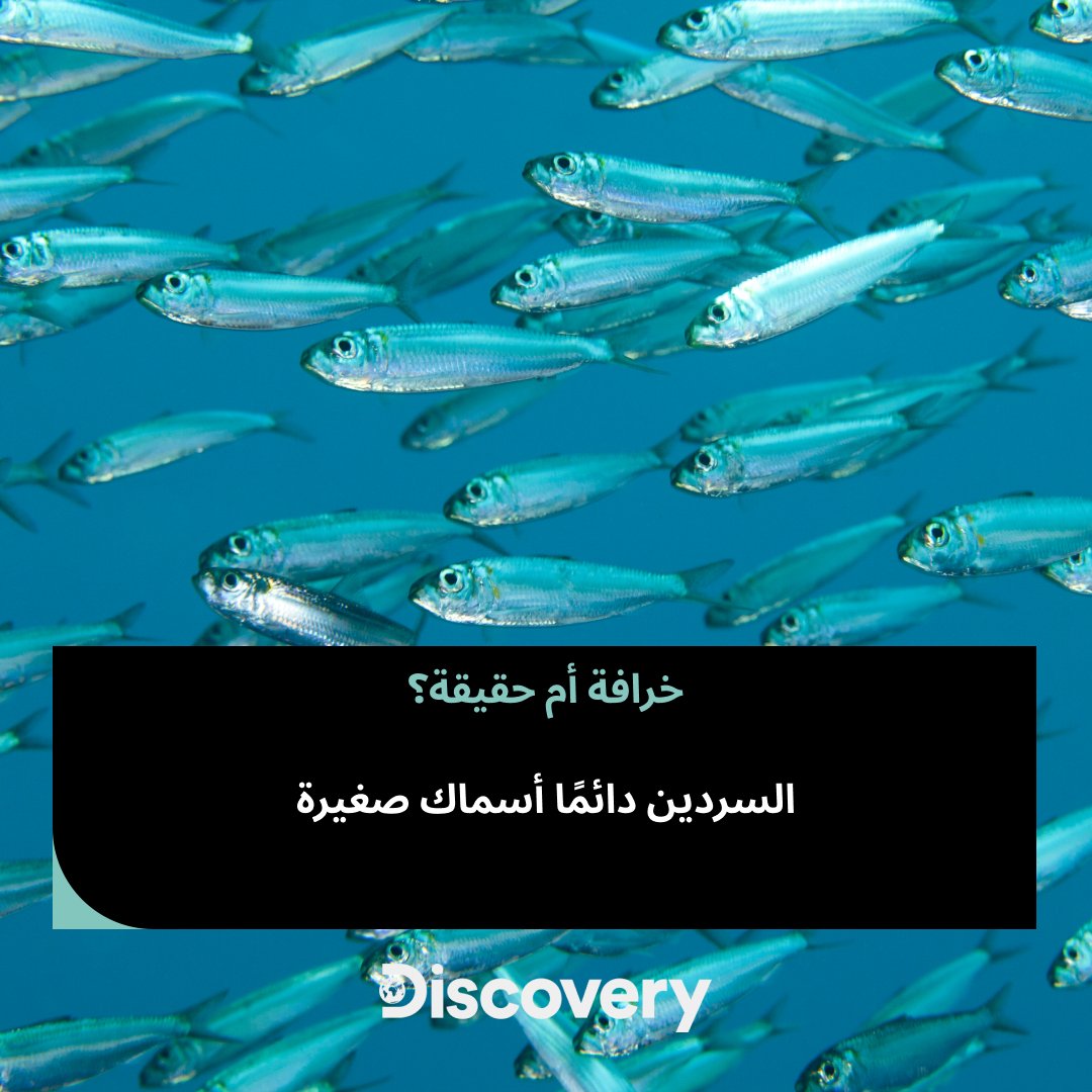 DiscoveryMENA's tweet photo. خرافة! على الرغم من أن السردين يكون صغيرًا في العلب، إلا أنه يمكن أن ينمو ليصل طول بعض الأنواع إلى 30 سم!
Myth! While sardines are often small when canned, they can actually grow reaching up to 30 cm in length!
Credits: Getty Images
#FactorMyth #Sardine https://t.co/iDbzgIRnO1