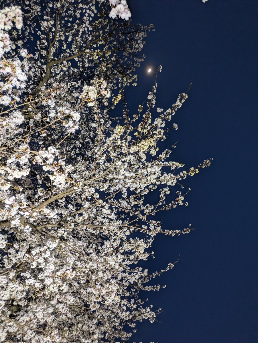rie15443's tweet photo. 2025春の桜。
今年は4月入学式にも咲いてた。 https://t.co/FfO7X9AGjq