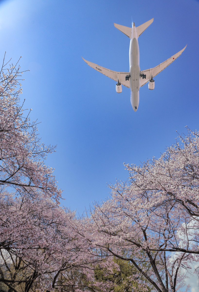 MyXd07's tweet photo. #おは朝フォト

ふれあい緑地
2025.4.6
ソメイヨシノ https://t.co/oLKqFdHbsb