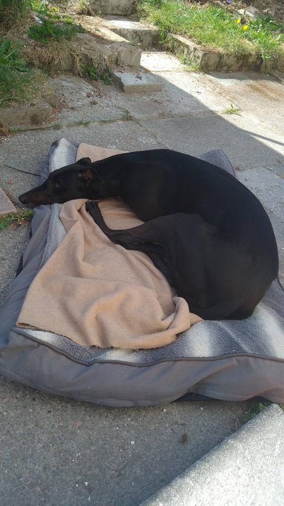 It's my Gotcha day!! 🎉🎊 
The weather is so nice that I'm outside being lazy! Mum says I have lots of treats for later 😁🐕🐾