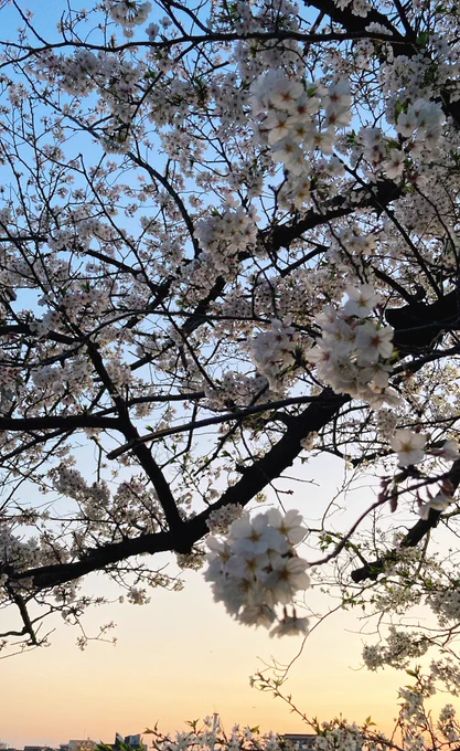 夕焼けと桜は撮るの難しいね〜 