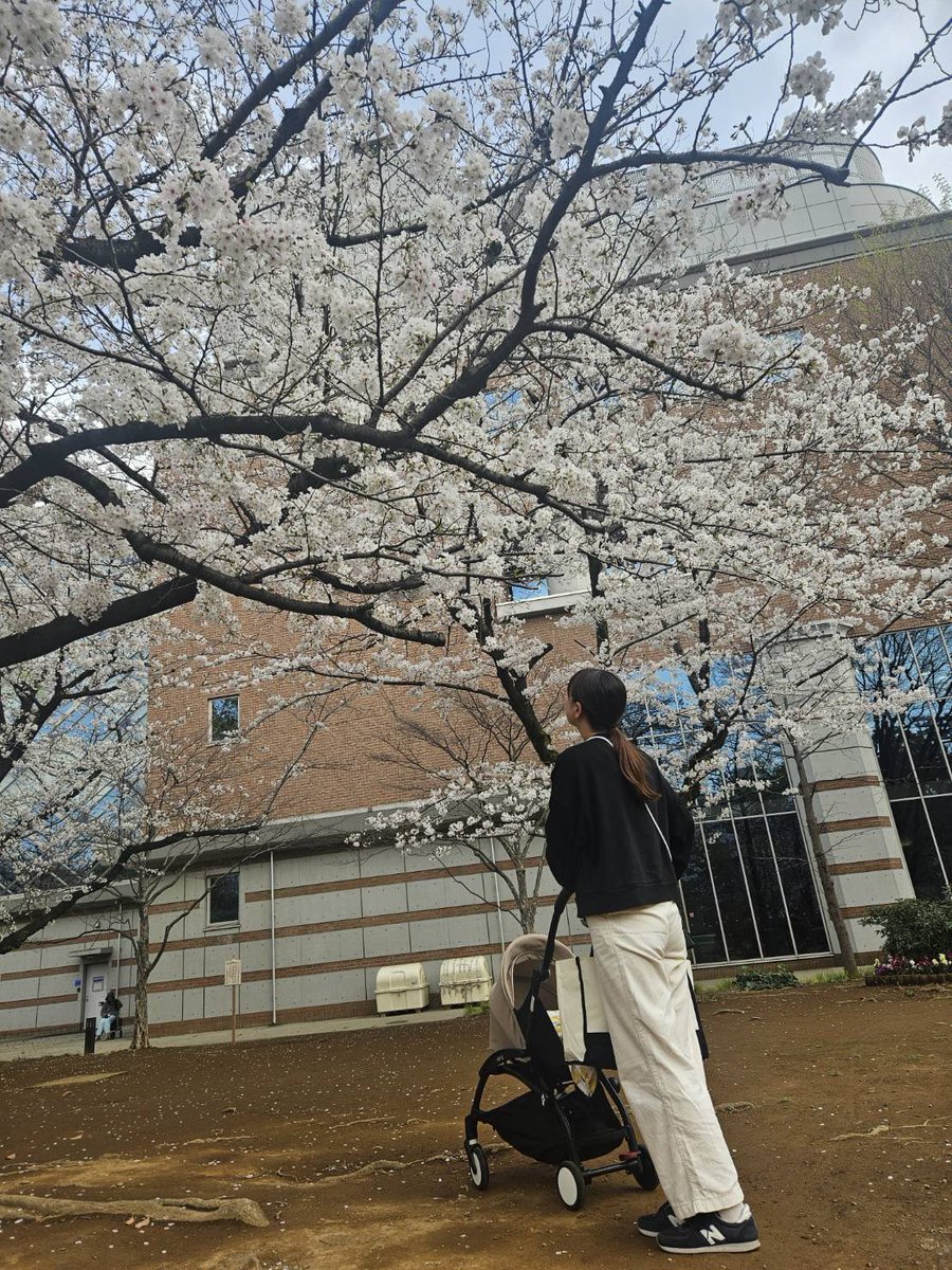 æ«»ç° æå®ð¥Manami Sakurada (@manami_0367) on Twitter photo ä»å¹Žã®æ¡ã綺éºã ã£ããªãðž
倩æ°ãããæ¥ã«
ãããããæ£æ©ããŸããð«¶
åéãæ®ã£ãŠãããŠãåçã
ãã¡ããã¡ããæ°ã«å
¥ãð·ð ä»å¹Žã®æ¡ã綺éºã ã£ããªãðž
倩æ°ãããæ¥ã«
ãããããæ£æ©ããŸããð«¶
åéãæ®ã£ãŠãããŠãåçã
ãã¡ããã¡ããæ°ã«å
¥ãð·ð