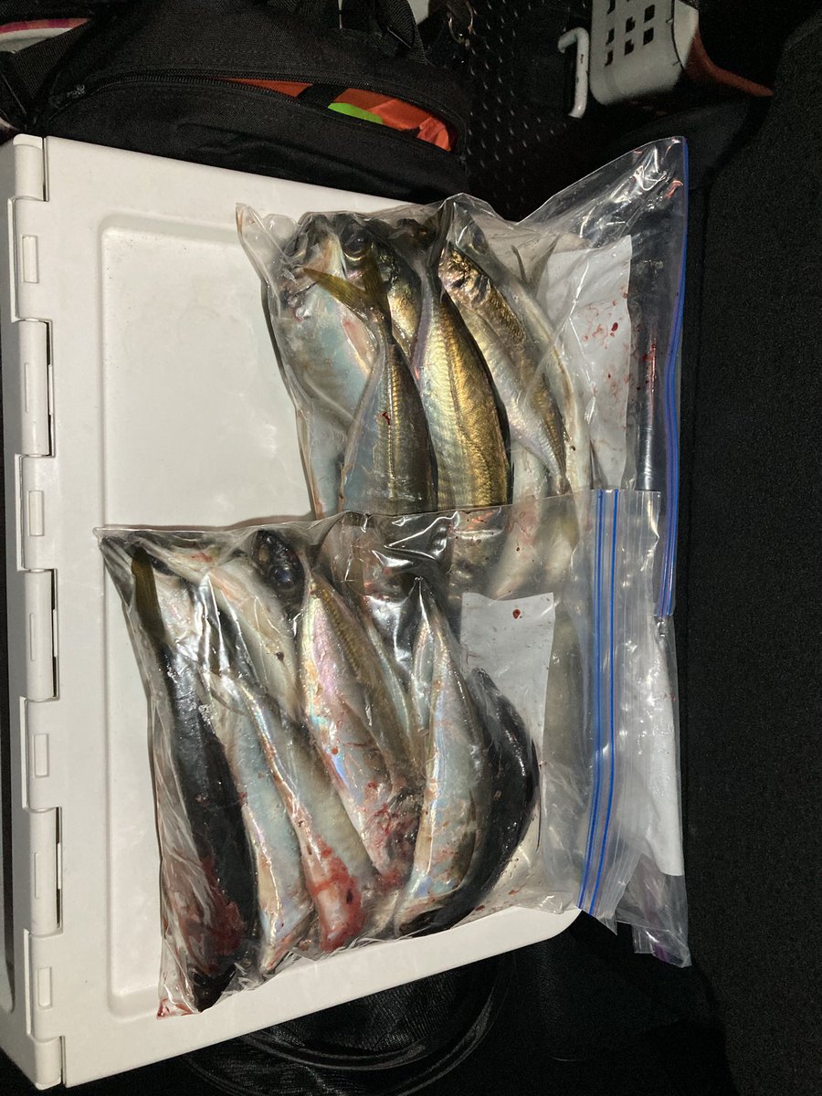 AzuSports's tweet photo. 春のアジ釣りはちょぼちょぼ食いでノセるのが難しいけど、週末に友達と2人で大量キャッチ！
アジフライ飽きたからエビフライもイオンと業務スーパーの食べ比べがてら揚げ物パーティー
回転寿司のシャリお持ち帰りは釣れた時には良いですね
#アジング https://t.co/kTZBeGK0xe