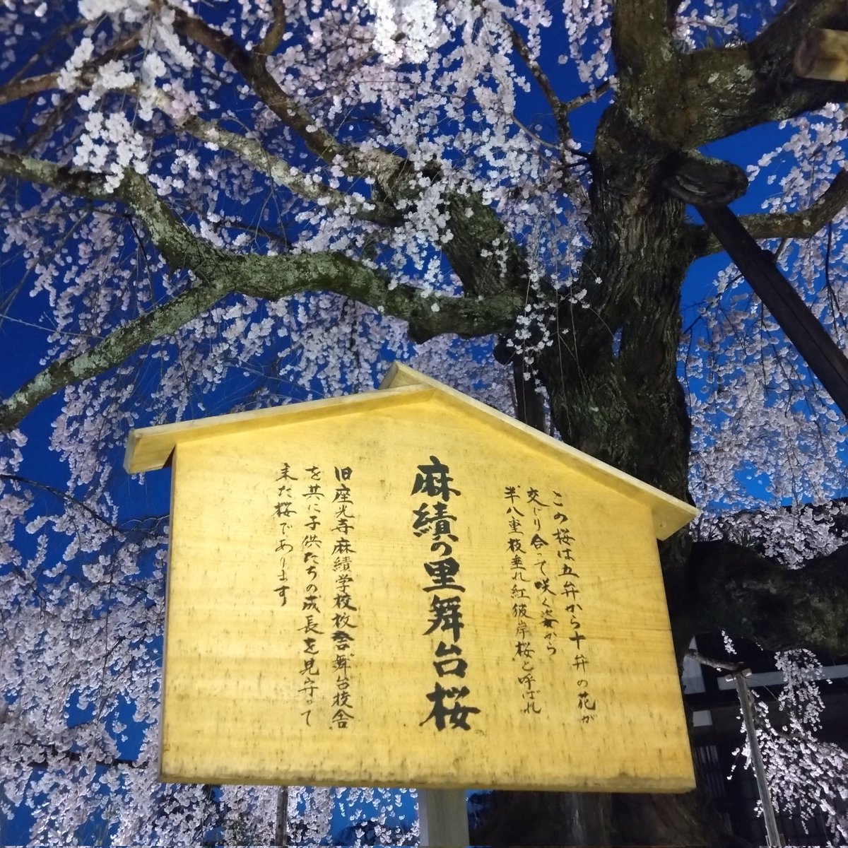 6te8cd's tweet photo. 満開に付き桜の宝庫、座光寺・上郷方面へ夜桜ジョグ。
どこも綺麗だけど、やっぱり麻績は横綱級だった！

#garmin #beatyesterday https://t.co/75cbaaLXYK