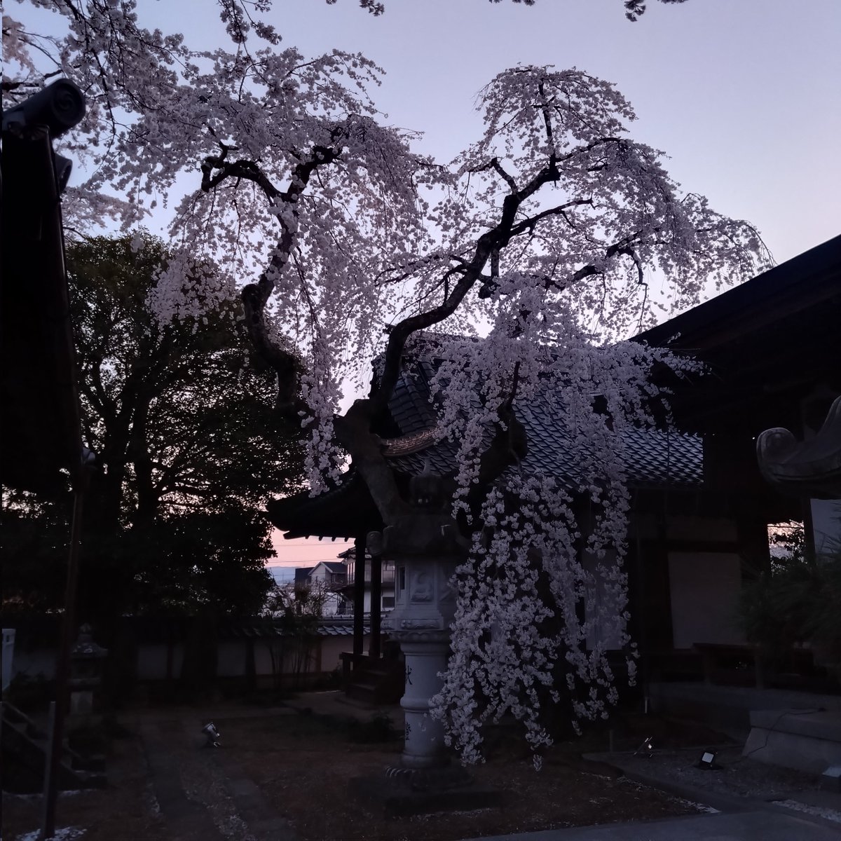 6te8cd's tweet photo. 満開に付き桜の宝庫、座光寺・上郷方面へ夜桜ジョグ。
どこも綺麗だけど、やっぱり麻績は横綱級だった！

#garmin #beatyesterday https://t.co/75cbaaLXYK