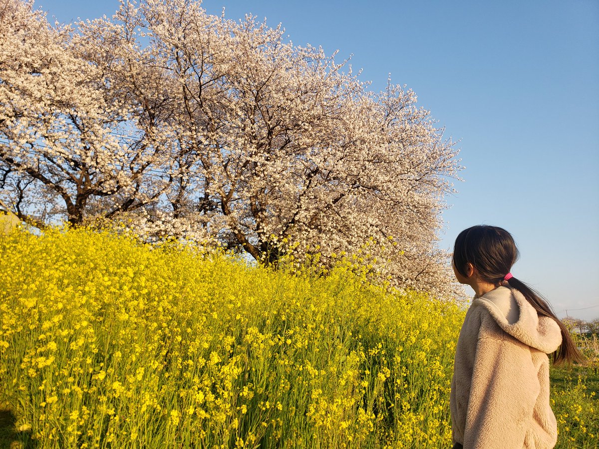 TATAKI_Bi's tweet photo. 娘(小3)とお花見
9年前の今頃、産まれた日も桜が満開でした🌸 https://t.co/3LMzO7fFh5