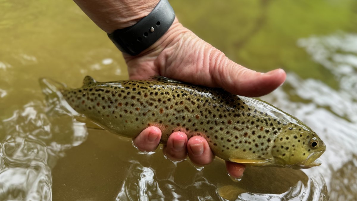 Catch and Release Fly Fishing: Best Practices for Ethical Anglers -paflyfish.com/threads/catch-…