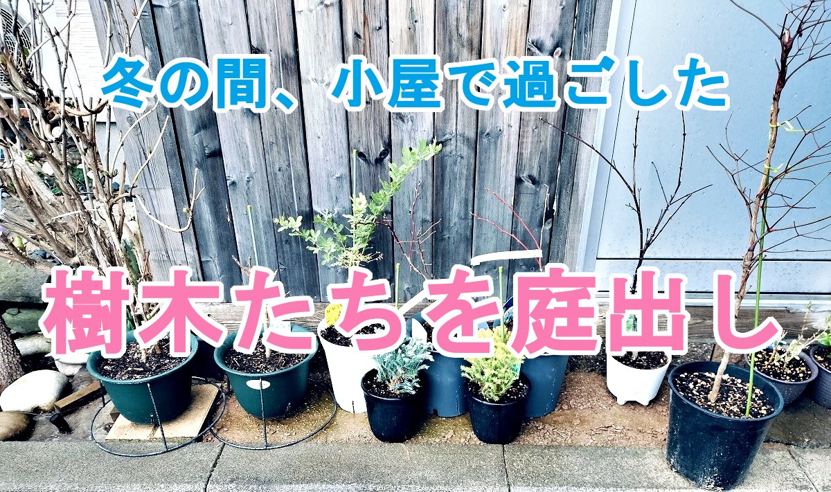 diycampfishing's tweet photo. 【ガーデニングDIY】冬の間、小屋に置いてた樹木系たち庭出し(ミモザ、ブルーベリー、スモークツリー)
https://t.co/zDdHpRPutX
#ガーデニング #gardening #園芸 #DIY #ガーデニングdiy #mimosa #Smoketree #smokebush #conifer https://t.co/U3ZKcY3wYr